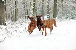 Wheaten: DOG - Rhodesian ridgebacks running through snow