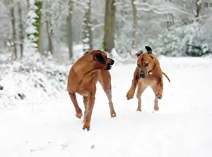 Wheaten: DOG - Rhodesian ridgebacks running through snow