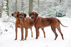 Wheaten: DOG - Rhodesian ridgebacks in snow