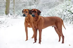 Wheaten: DOG - Rhodesian ridgebacks in snow