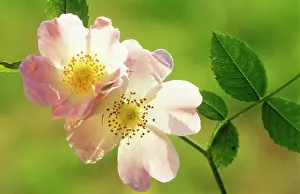 Canina: Dog ROSE