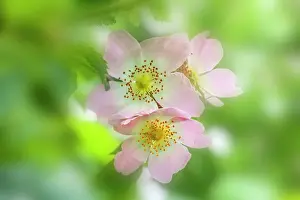 Canina: Dog Rose