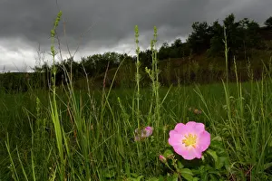 Flash: Dog Rose