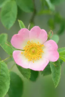 Canina: Dog Rose - flower