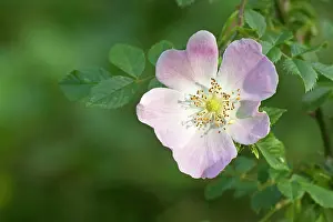 Canina: Dog Rose - flower - June