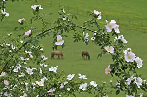 Canina: Dog rose flowers and horses in meadow Franche-Comte France