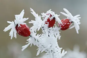 Canina: Dog Rose fruits Hoar Frost