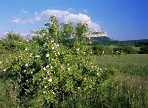 Canina: Dog Rose - in hedge