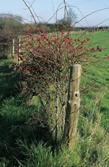 Canina: Dog rose with Hips
