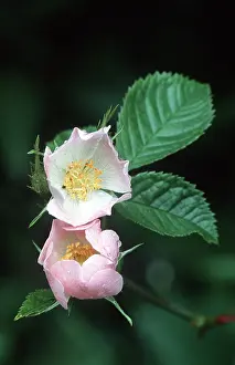 Roses: DOG ROSE - two pink flowers