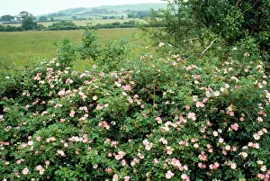 Canina: Dog Rose - profusion in hedge