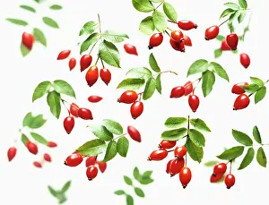 Canina: Dog rose, Rosa canina, Overhead view of clusters