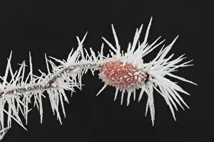 Canina: Dog Rose - rose hips in hoar frost - Germany