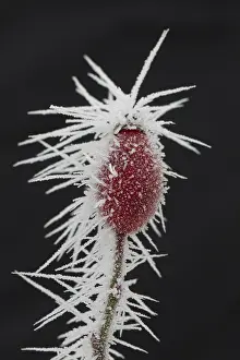Canina: Dog Rose - rose hips in hoar frost - Germany