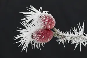Canina: Dog Rose - rose hips in hoar frost - Germany