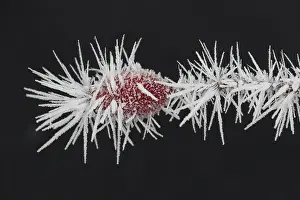 Canina: Dog Rose - rose hips in hoar frost - Germany