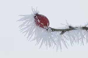 Canina: Dog Rose - rose hips in hoar frost - Germany