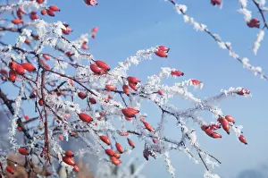 Chris Knights: DOG ROSE - Rosehips in frost