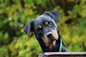 Cocked: Dog Rottweiler