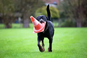 Retrieving: Dog - Rottweiler - at dog training school. Carrying