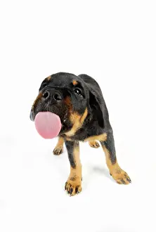 Screen: DOG. Rottweiler puppy licking screen