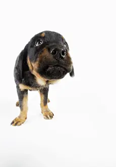 Screen: DOG. Rottweiler puppy sniffing screen