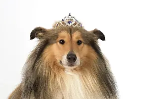 Tiara: Dog Rough Collie