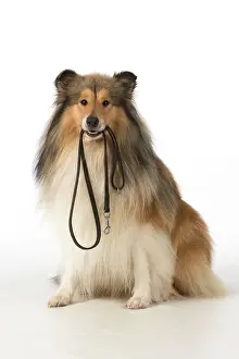 Leads: Dog Rough Collie
