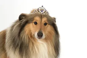 Tiara: Dog Rough Collie