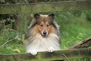 Leaning: Dog Rough Collie
