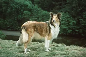 Sheepdogs: DOG - ROUGH COLLIE
