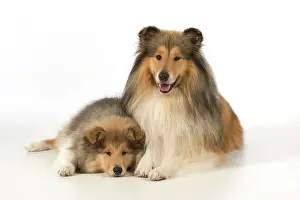 Fathers: Dog Rough Collie adult & puppy