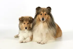 Fathers: Dog Rough Collie adult & puppy