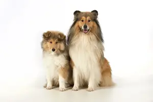 Fathers: Dog Rough Collie adult & puppy