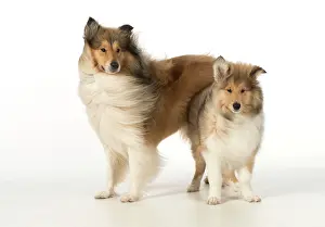 Fathers: Dog Rough Collie adult & puppy