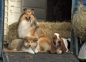 Lorry: Dog