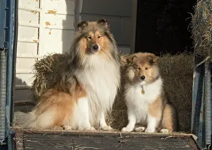 Lorry: Dog Rough Collie adult & puppy sitting in a horse box