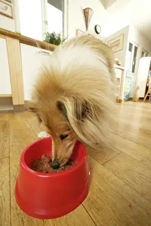 Kitchens: Dog - Rough Collie - eating dog food from bowl in kitchen