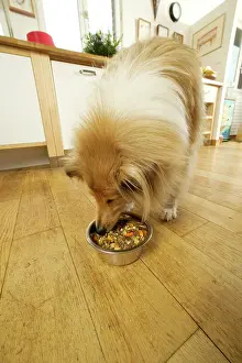 Kitchens: Dog - Rough Collie - eating dog food from bowl in kitchen