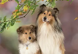 Fathers: Dog Rough Collie puppy & adult in autumn setting