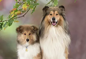 Fathers: Dog Rough Collie puppy & adult in autumn setting