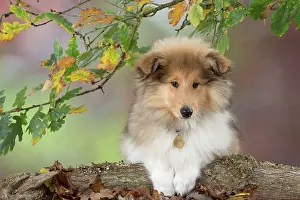 Cute Puppies By John Daniels: Dog Rough Collie puppy in autumn setting