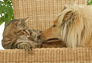 Meeting: Dog - Rough Collie sniffing tabby cat. Dog meeting cat