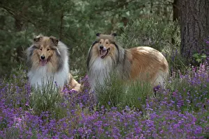 Rough: Dog Rough Collies in heather