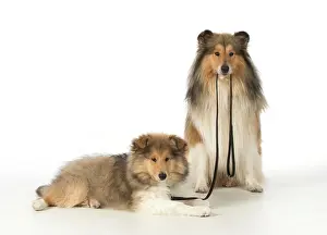 Fathers: Dog Rough Collies puppy on lead, adult holding it