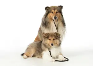 Fathers: Dog Rough Collies puppy on lead, adult holding it