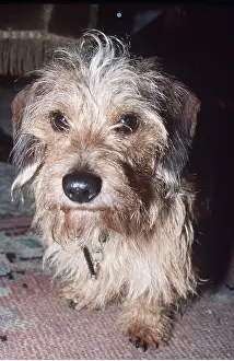 Teckel: Dog - Rough Haired Dachshund / Teckel
