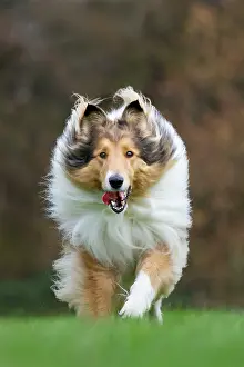 Effort: Dog Rough / Scotch Collie