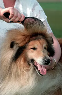 Brushed: Dog - Rough / Scottish Collie having fur brushed