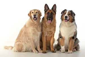 110420: DOG. Three in a row, Golden Retriever, German